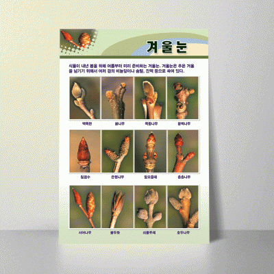 A10.겨울눈