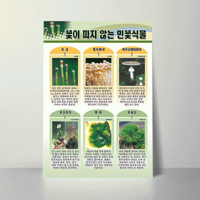 A12.꽃이피지않는민꽃식물