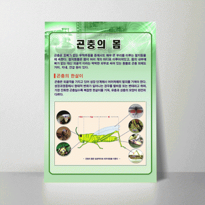 A19.곤충의몸