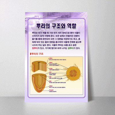 A21.뿌리의구조와역할
