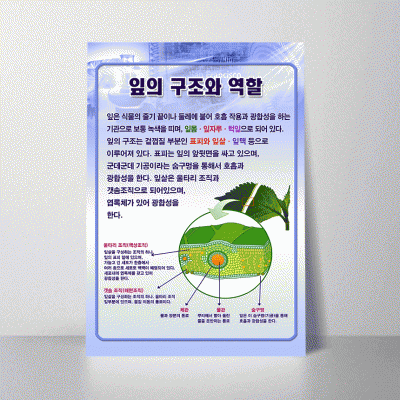 A27.잎의구조와역할