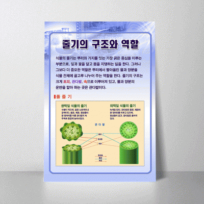 A28.줄기의구조와역할