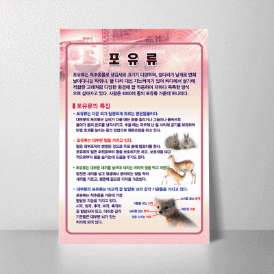 A29.포유류