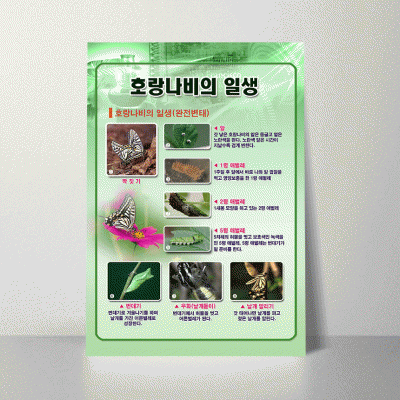 A30.호랑나비의일생