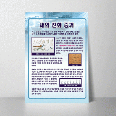A41.새의진화증거