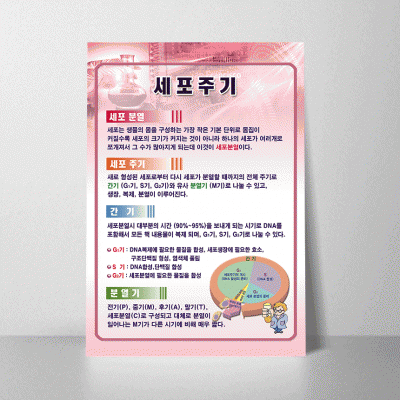 A109.세포주기