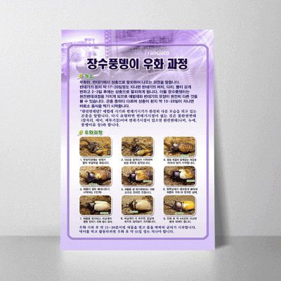 A200.장수풍뎅이우화과정